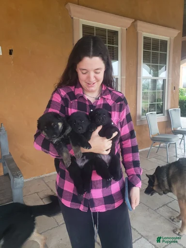 Gallery Image {{count}}