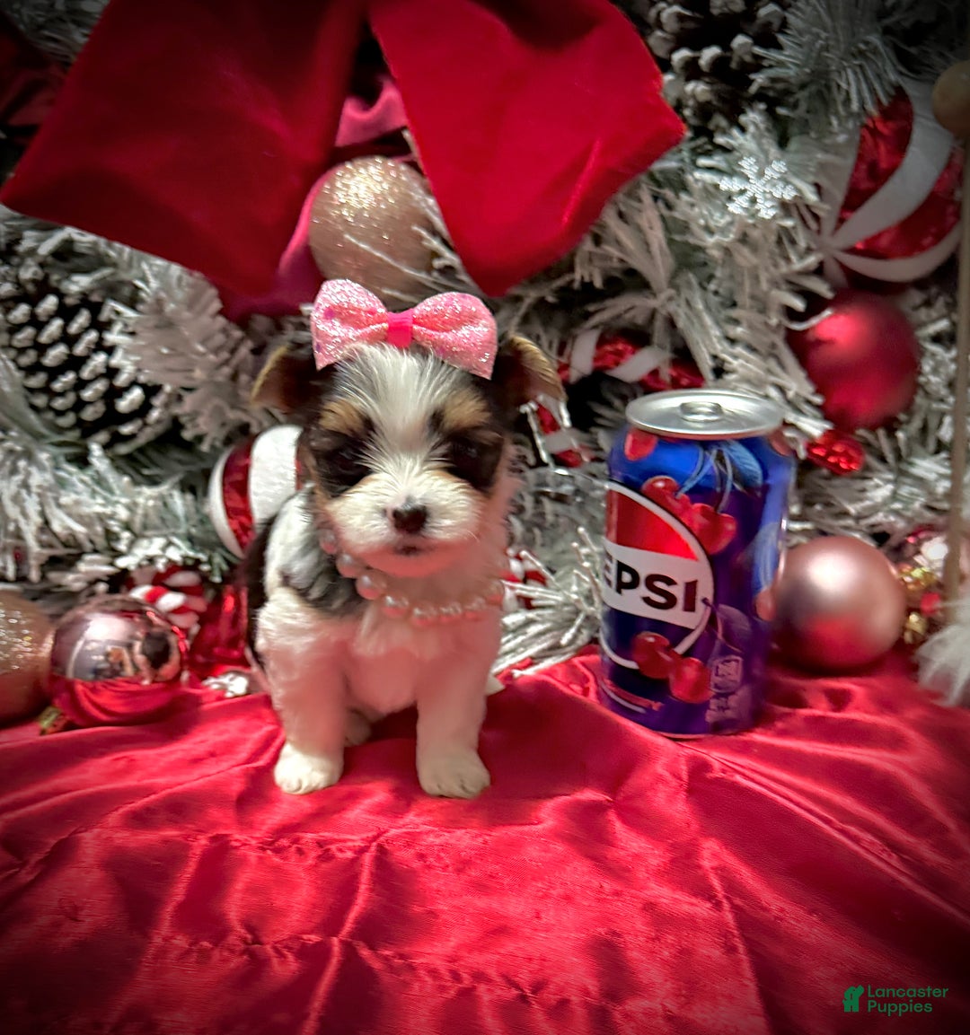 Yorkshire Terrier dogs for sale: Dot - Ad 12