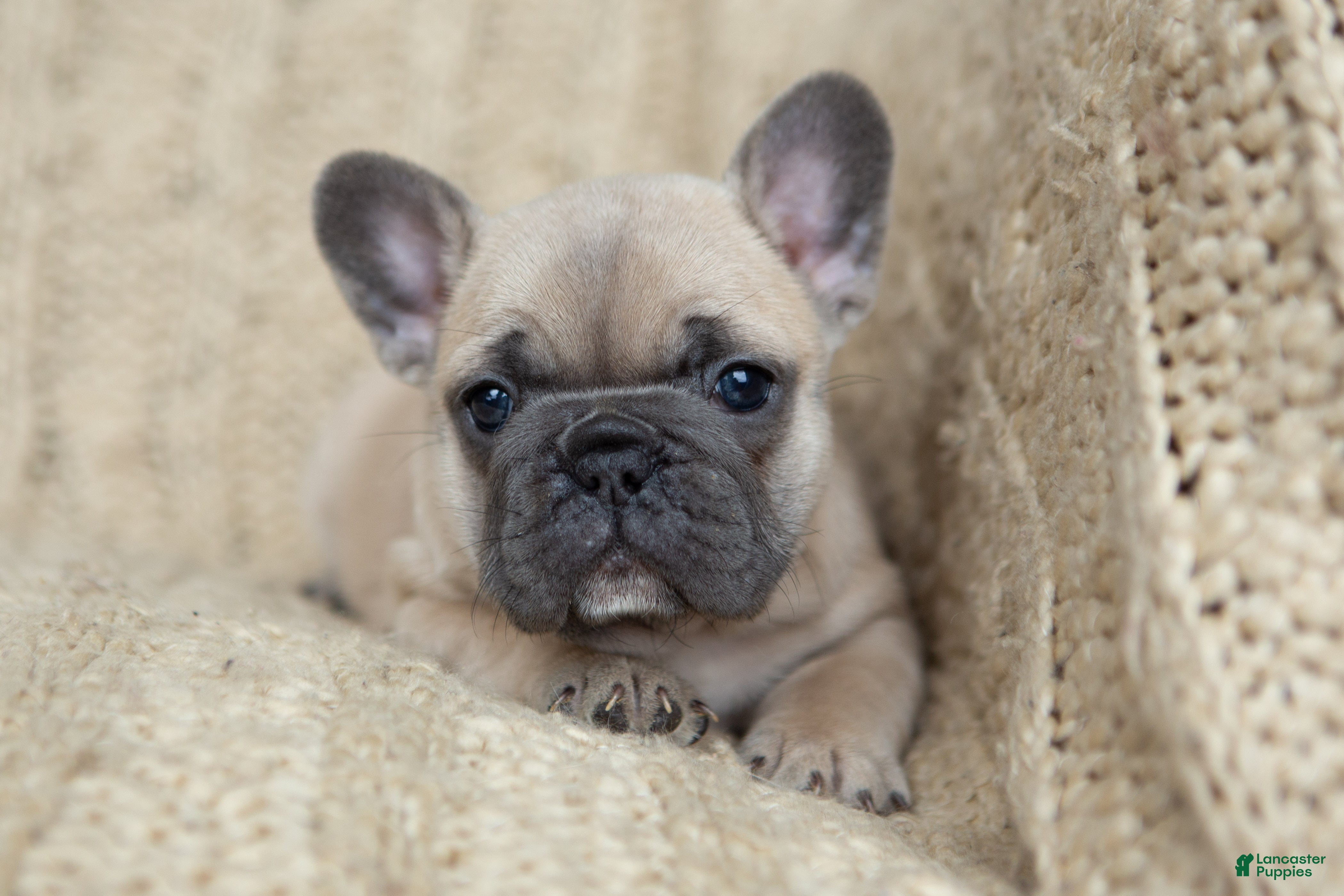 French Bulldog dogs Penny AKC - Ad 2