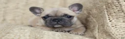 French Bulldog dogs for sale: Penny AKC - Ad 2