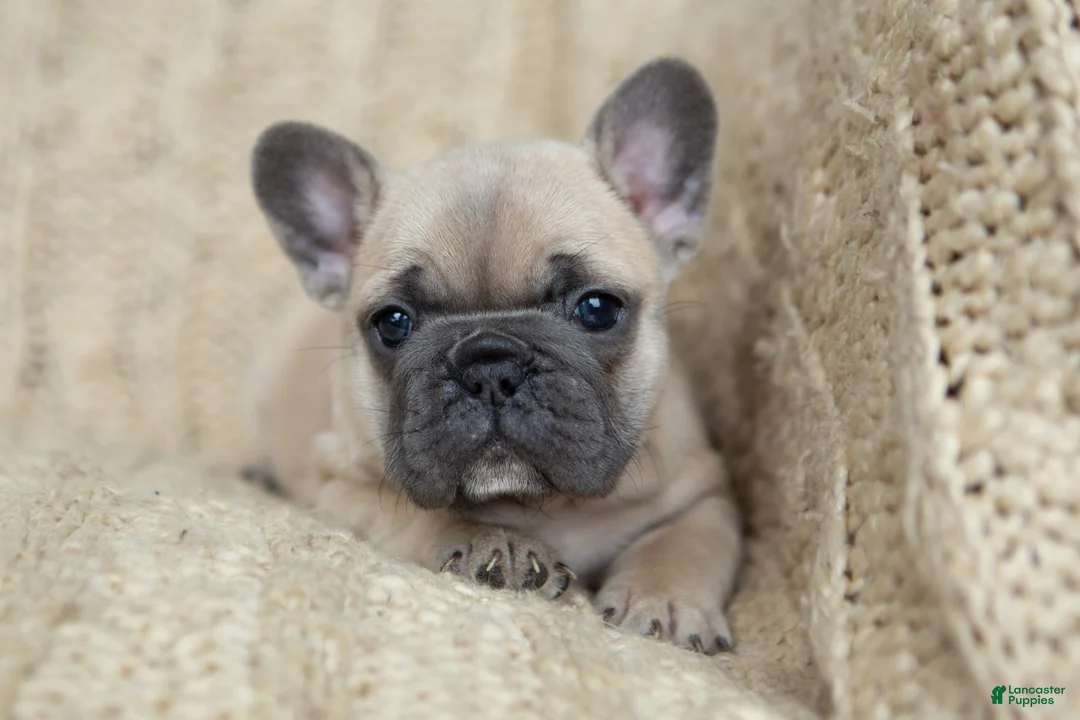 French Bulldog dogs for sale: Penny AKC - Ad 2