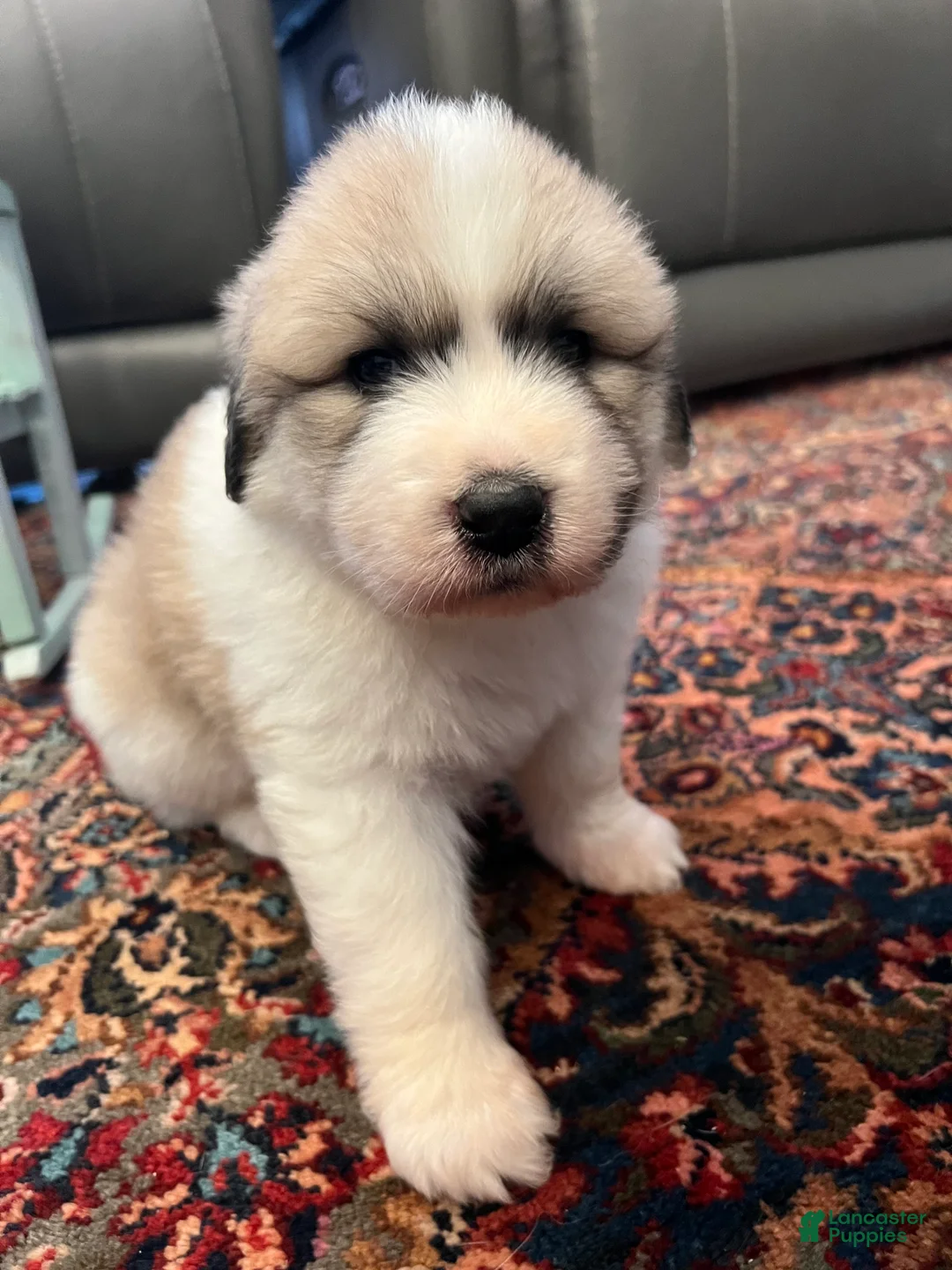Great Pyrenees dogs for sale: Great Pyrenees Puppy 1 - Ad 1