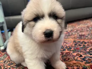 Great Pyrenees dogs Great Pyrenees Puppy 1 - Ad 22