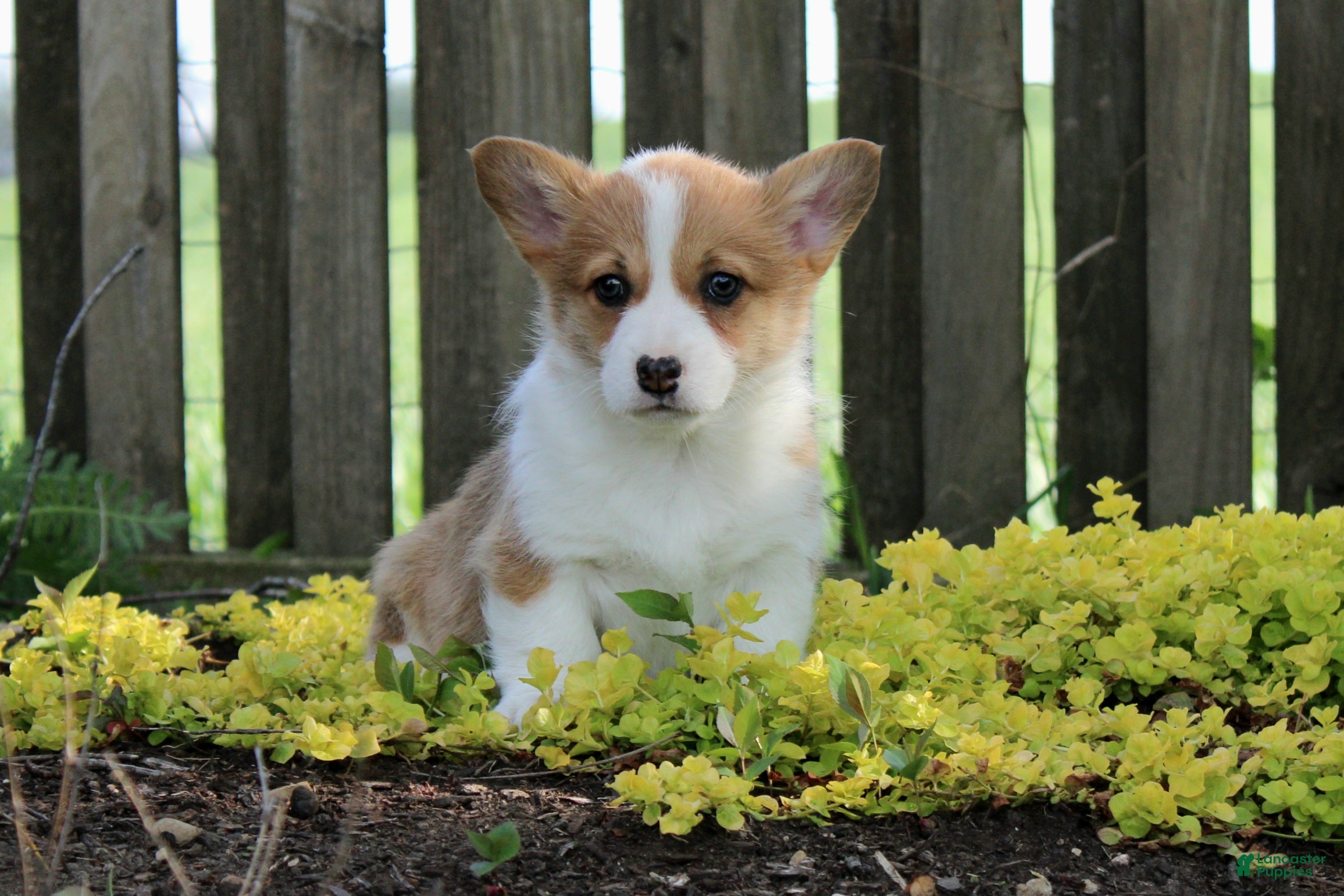 Welsh Corgi Pembroke dogs Nina - Ad 2