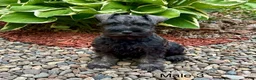 Miniature Schnauzer dogs for sale: Mikey  - Ad 1