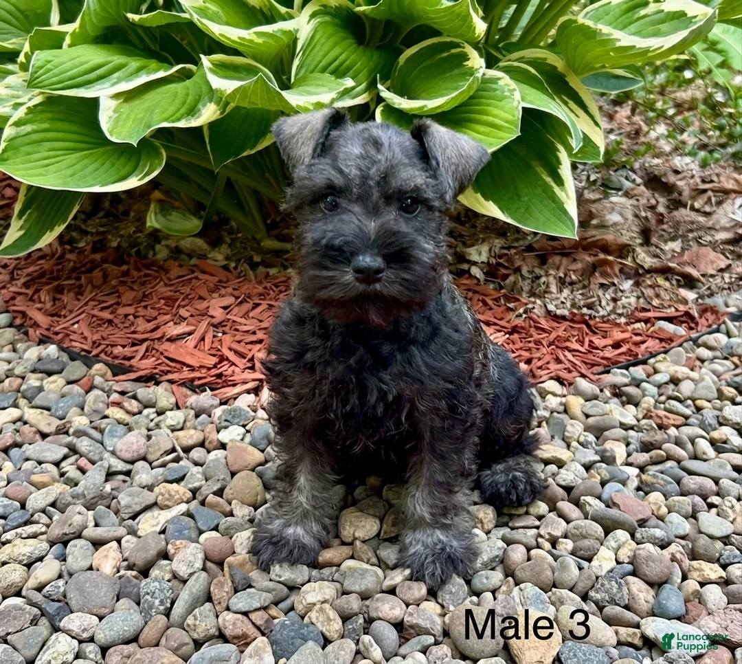 Miniature Schnauzer dogs for sale: Mikey  - Ad 1