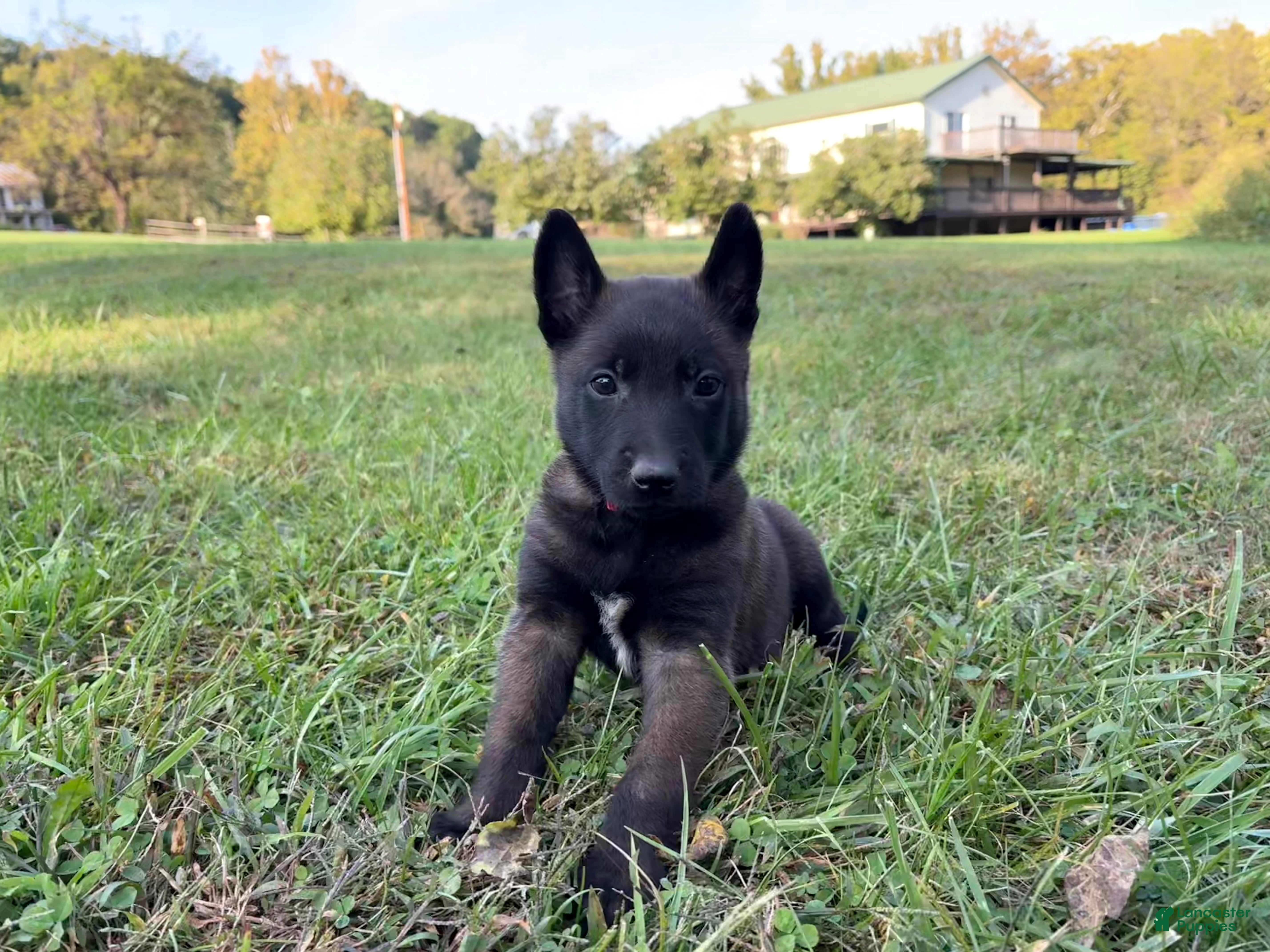 Belgian Malinois
