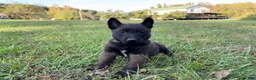 Belgian Malinois dogs for sale: Harry Potter (red) - Ad 1