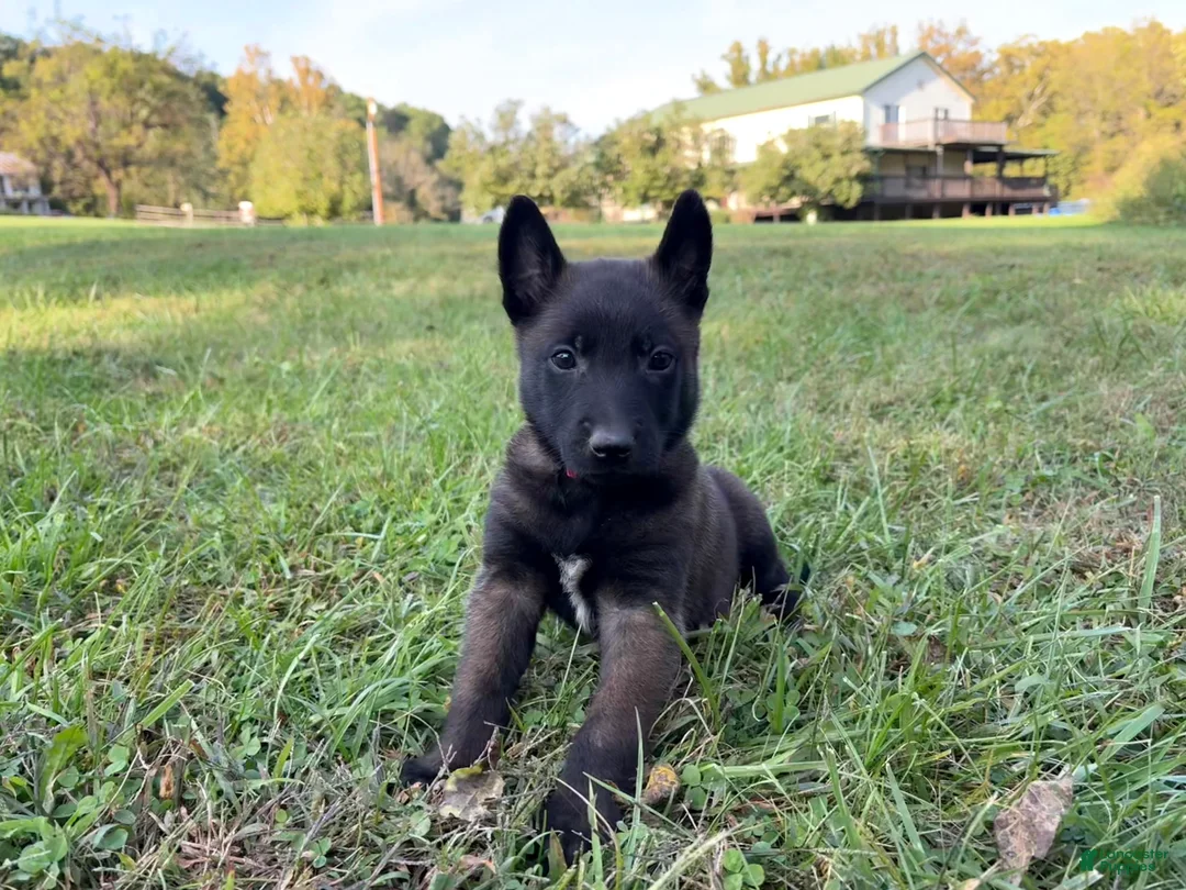 Belgian Malinois dogs for sale: Harry Potter (red) - Ad 1