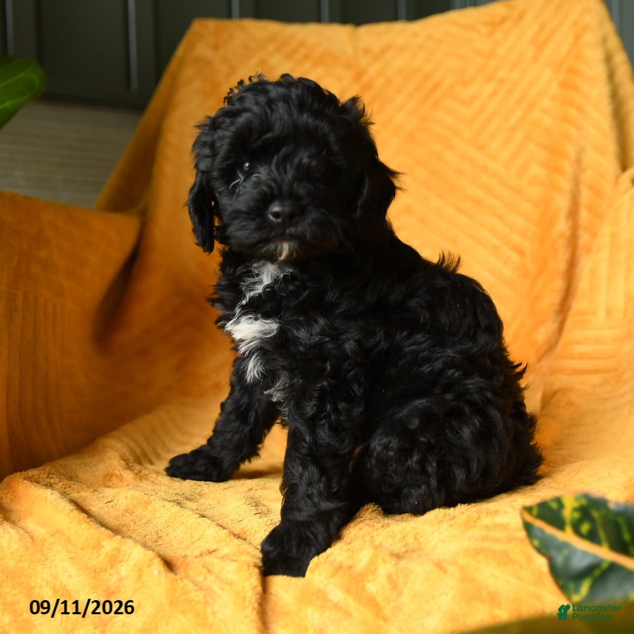 Cavapoo dogs Carly - Ad 1