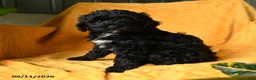 Cavapoo dogs for sale: Carly - Ad 1