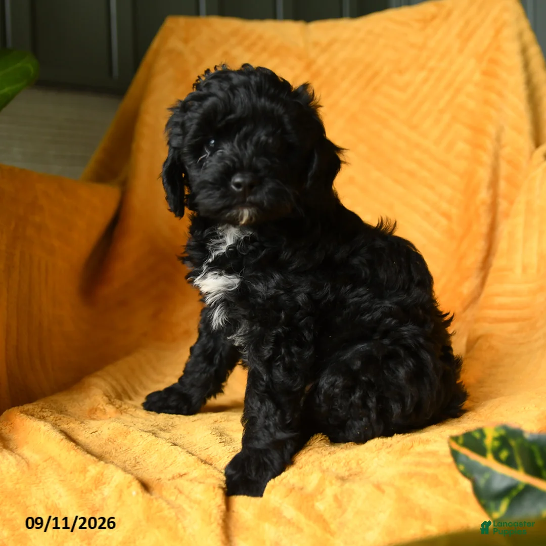 Cavapoo dogs for sale: Carly - Ad 1