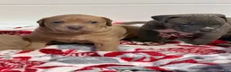 American Pit Bull Terrier dogs for sale: Pup 5 - Ad 8