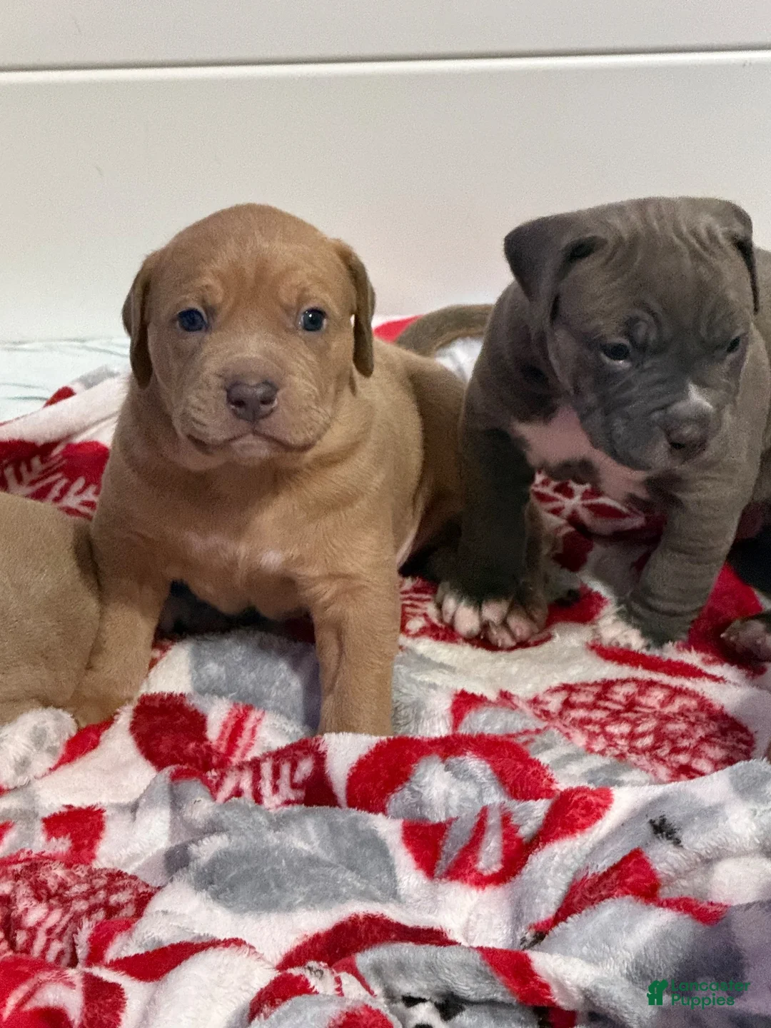 American Pit Bull Terrier dogs for sale: Pup 5 - Ad 8