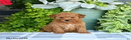 Mini Goldendoodle dogs for sale: Kelsie - Ad 5