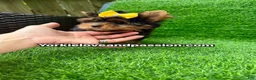 Yorkshire Terrier dogs for sale: Small traditional female  - Ad 2