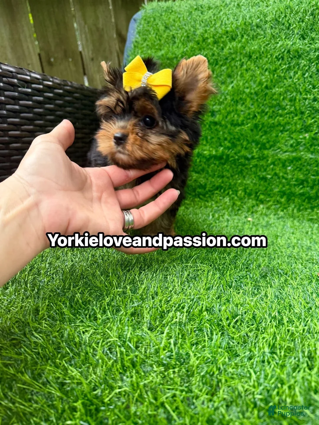 Yorkshire Terrier dogs for sale: Small traditional female  - Ad 2