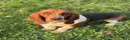 Basset Hound dogs for sale: Winston - Ad 8