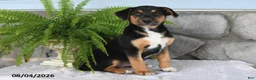 Mixed Breed dogs for sale: Jolly Josie - Ad 1