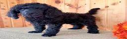 Standard Poodle dogs for sale: Gibbs - Ad 6