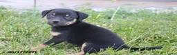 Mixed Breed dogs for sale: Violet - Ad 3