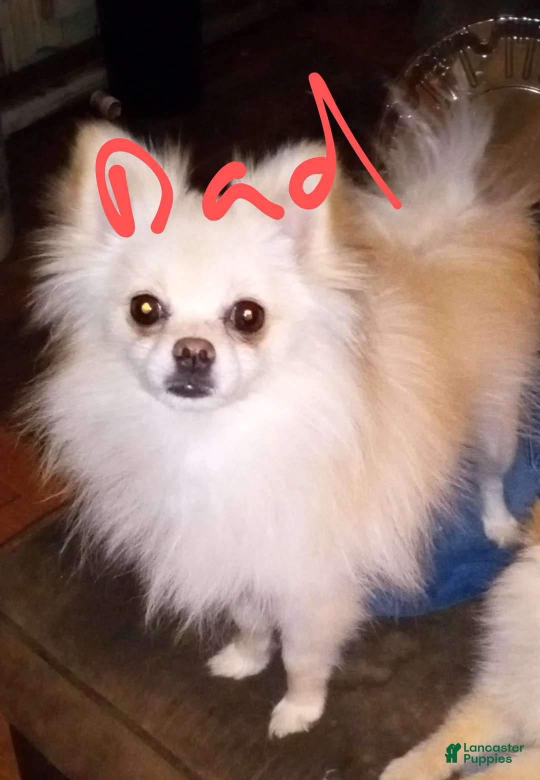 Gallery Image {{count}}