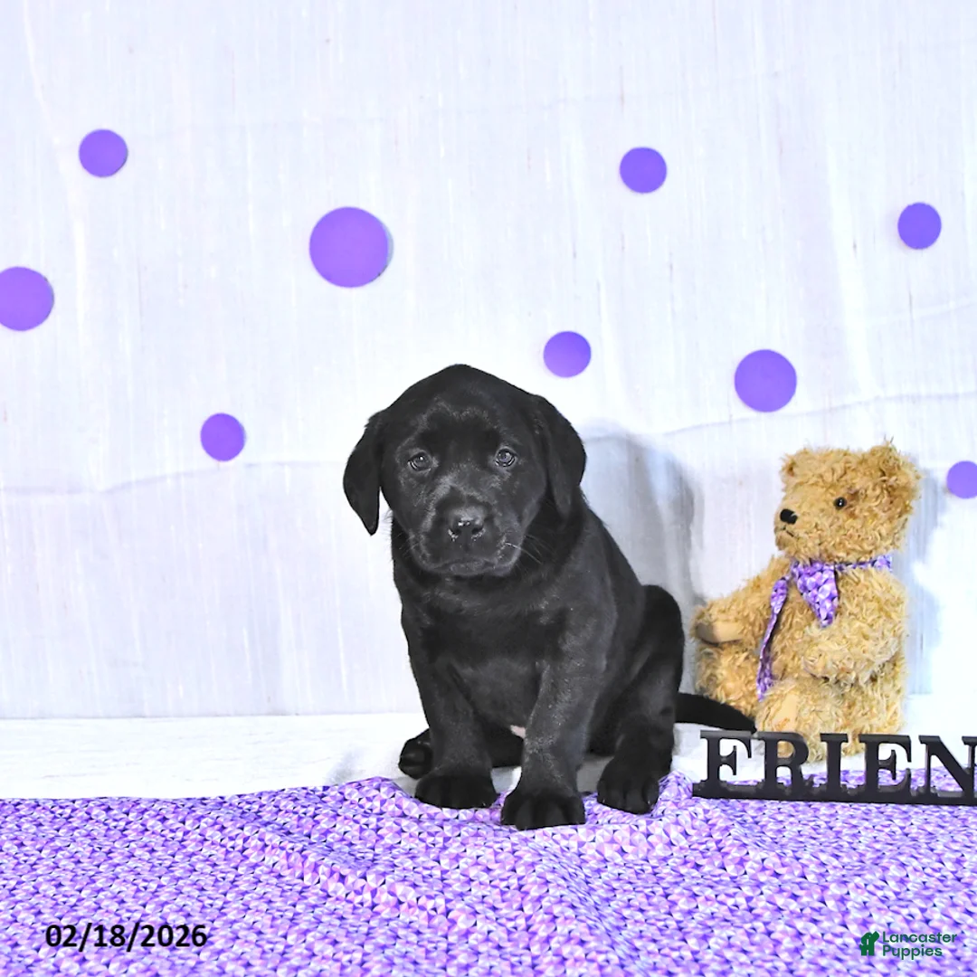 Labrador Retriever dogs for sale: Prissy - Ad 3