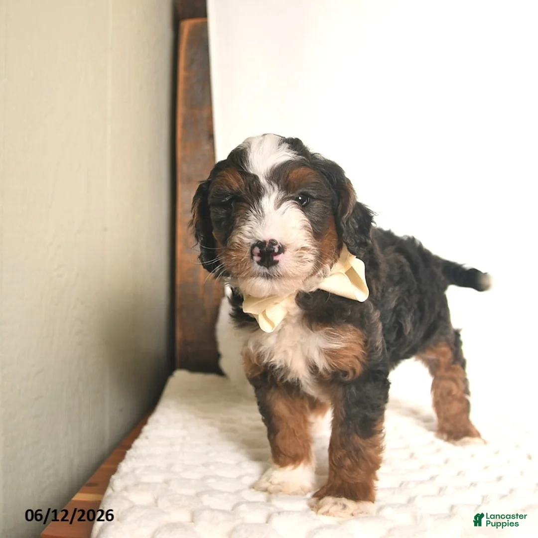 Bernedoodle dogs for sale: Denver  - Ad 4