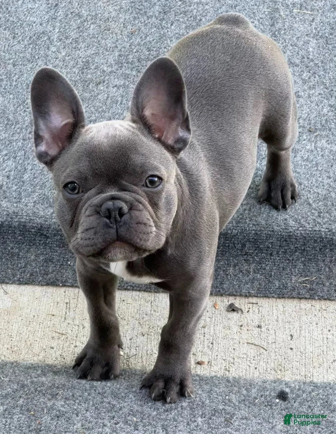 French Bulldog dogs for sale: Lexington Blu (Lexi) - Ad 2