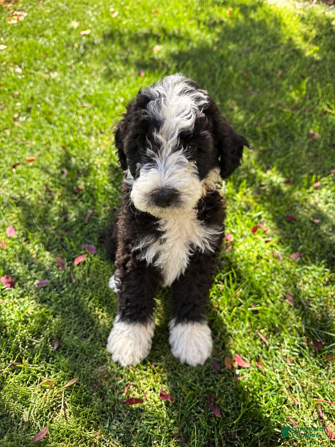 Bernedoodle dogs Bones - Ad 1