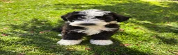 Bernedoodle dogs for sale: Bones - Ad 1