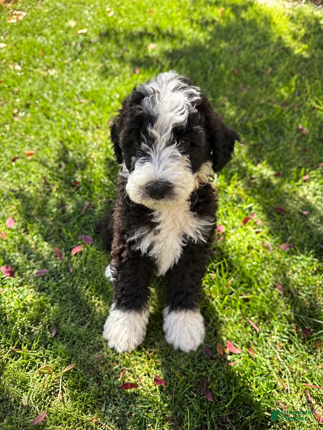 Bernedoodle dogs for sale: Bones - Ad 1
