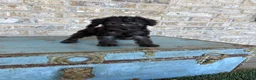 Miniature Labradoodle dogs for sale: Breeze - Ad 5