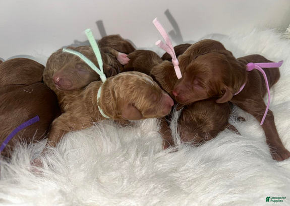 Goldendoodle dogs Girl 7 - Ad 2