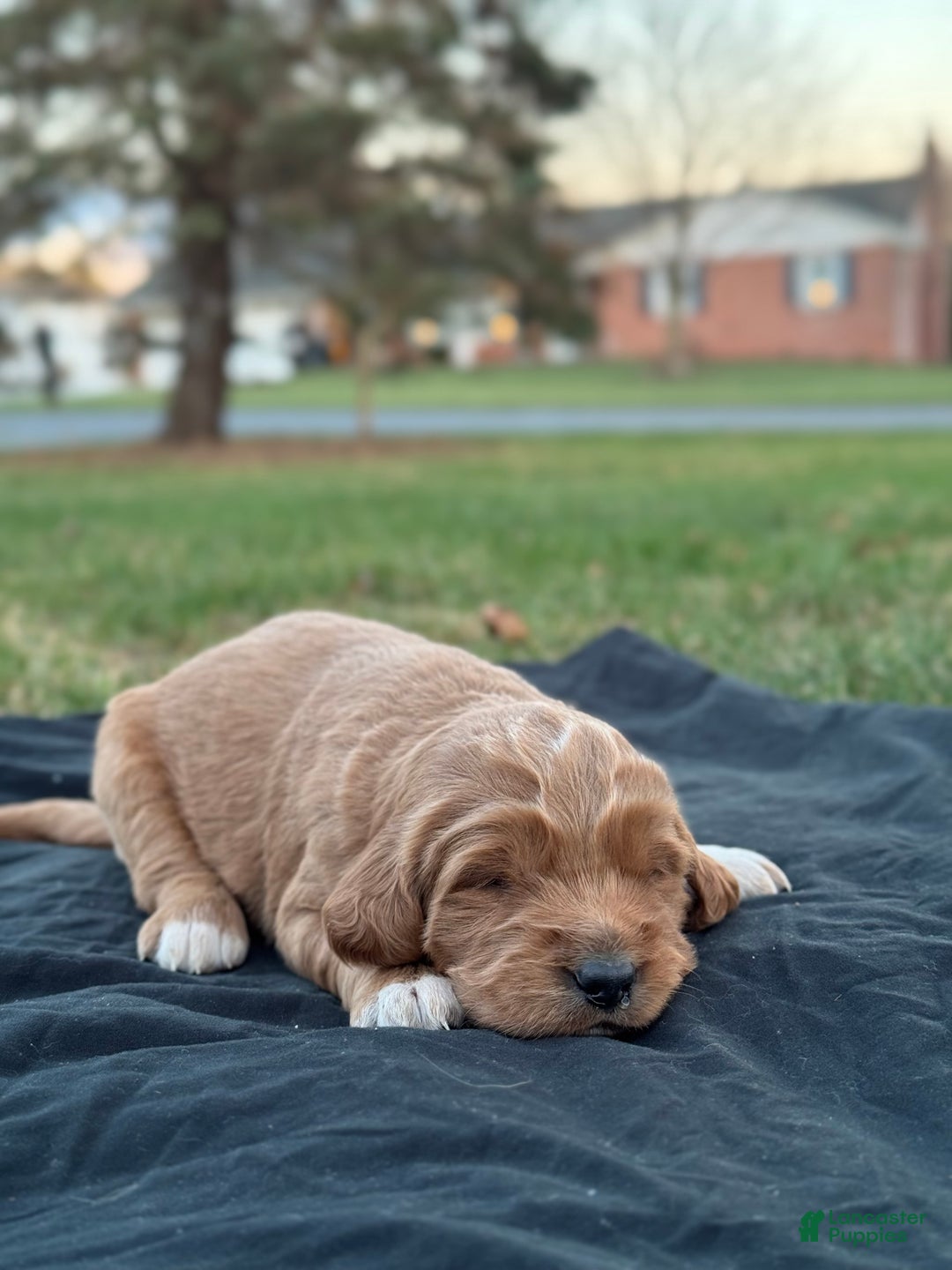 Mixed Breed dogs for sale: Aspen - Ad 2