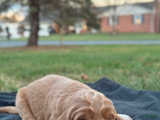 Mixed Breed dogs Aspen - Ad 18