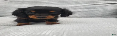 Miniature Dachshund Puppy 2