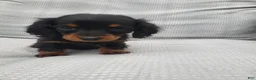 Miniature Dachshund dogs for sale: Miniature Dachshund Puppy 2 - Ad 6