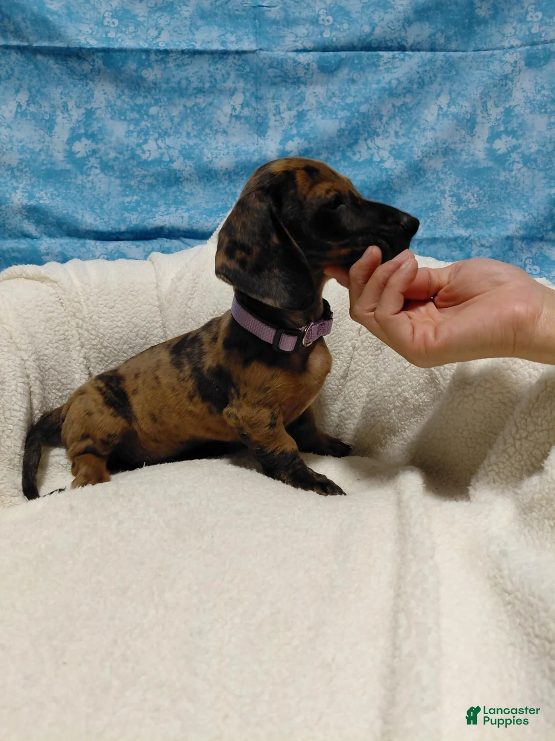 Miniature Dachshund dogs for sale: Miniature Dachshund 3 - Ad 1