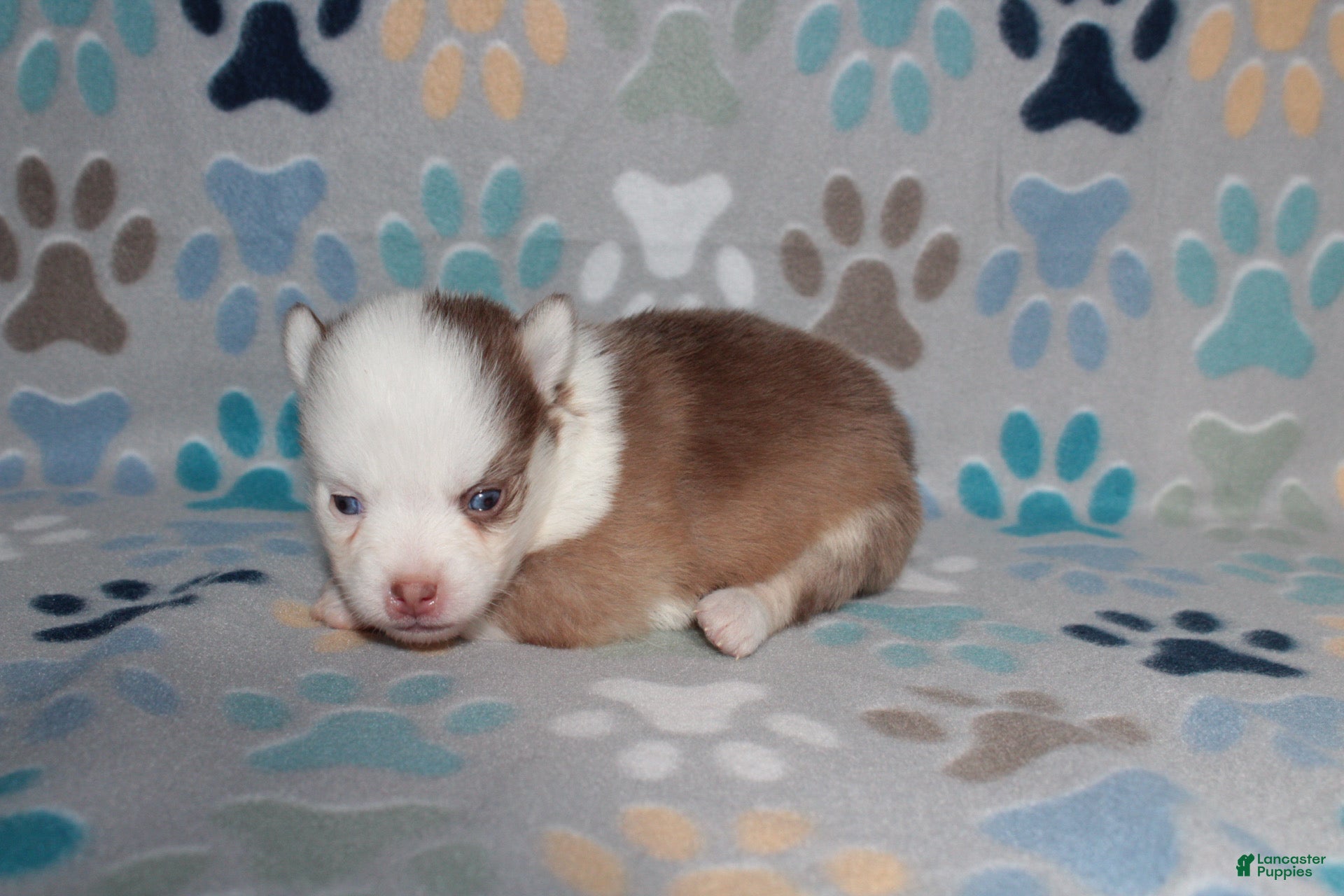 Pomsky dogs Crimson - Ad 1