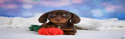 Miniature Dachshund dogs for sale: Maggie - Ad 6