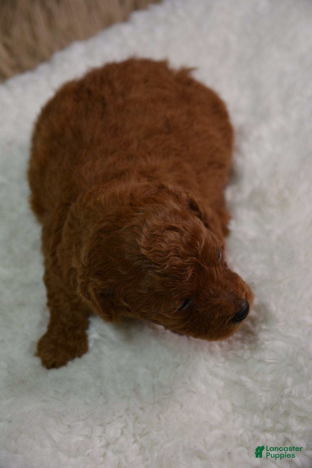Toy Poodle dogs for sale: Toy Poodle Puppy 1 - Ad 7