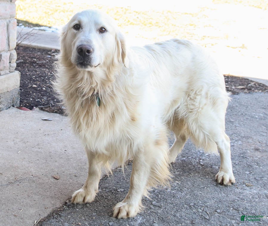 Golden Retriever dogs for sale: Fido - Ad 7