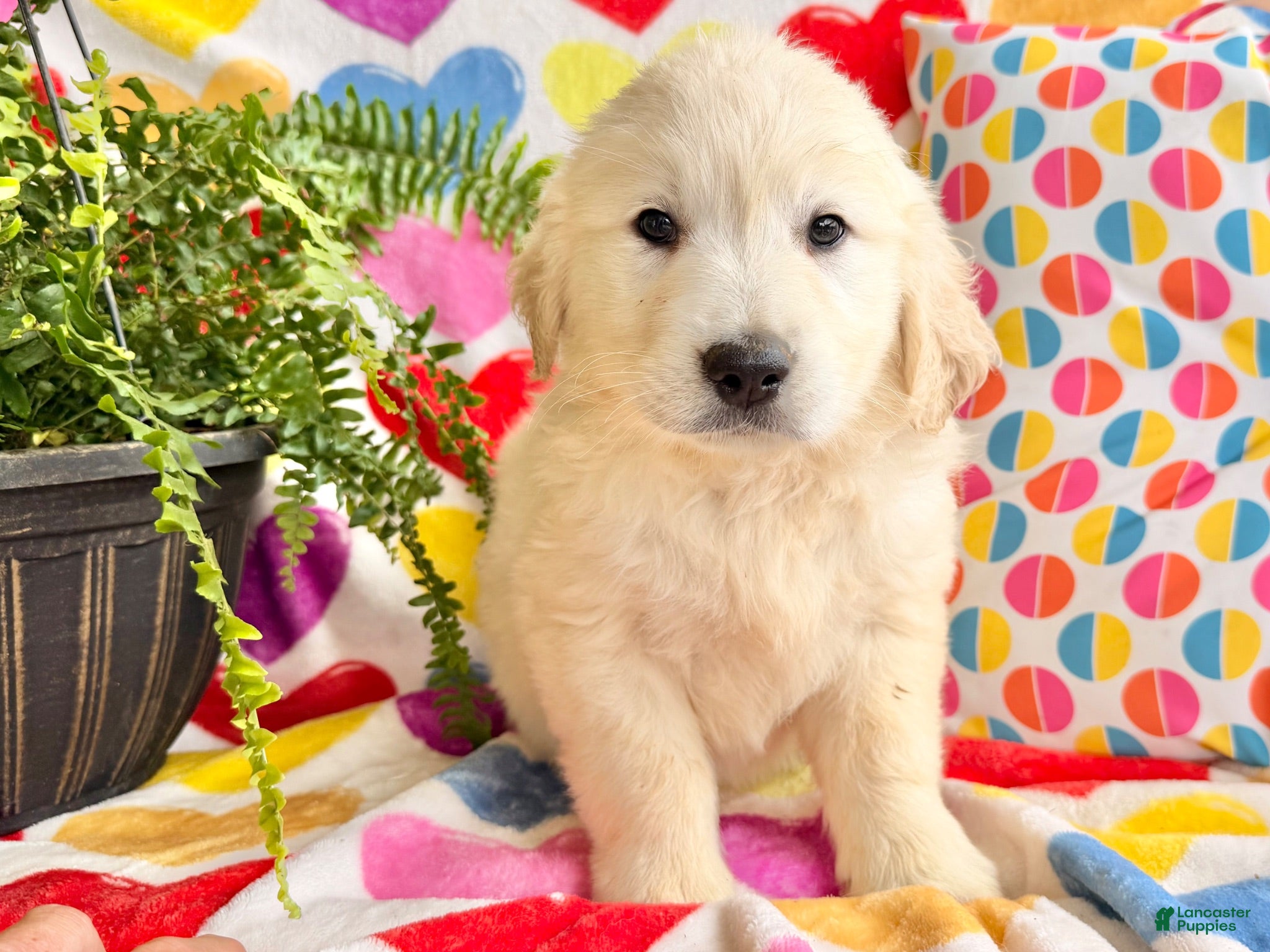 Golden Retriever dogs Rosa - Ad 2