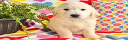 Golden Retriever dogs for sale: Rosa - Ad 2