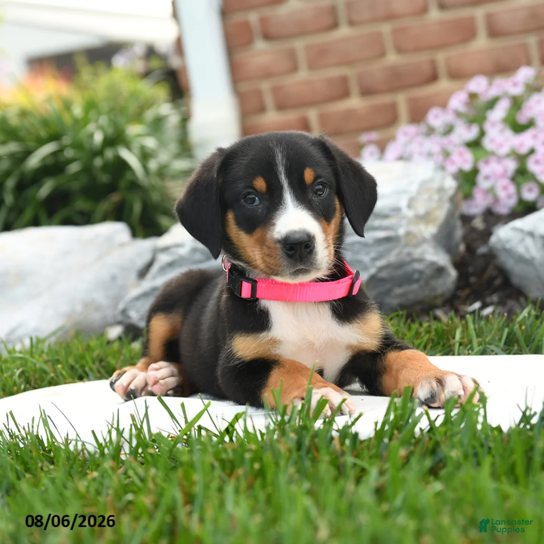 Greater Swiss Mountain Dog dogs for sale: Puddles - Ad 3