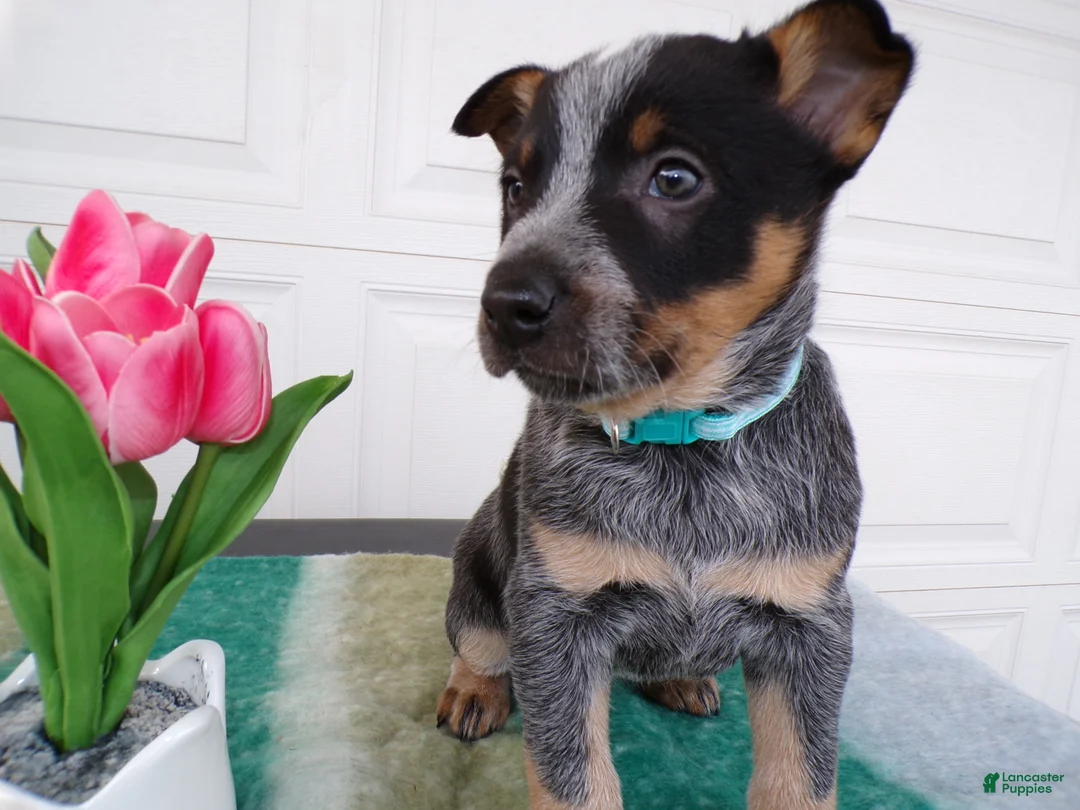 Australian Cattle Dog dogs for sale: Australian Cattle Dog Puppy 2 Kendell - Ad 1