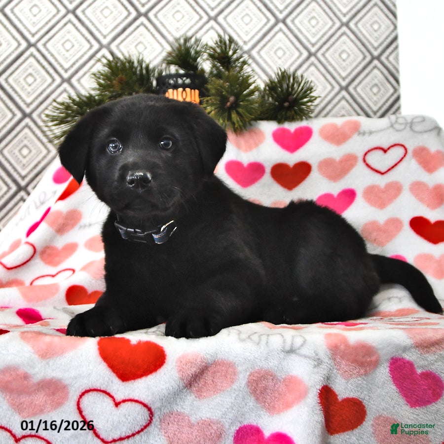 Mixed Breed dogs Lizzie - Ad 8