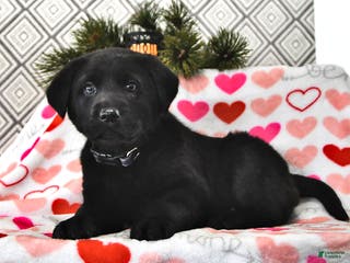 Mixed Breed dogs Lizzie - Ad 24