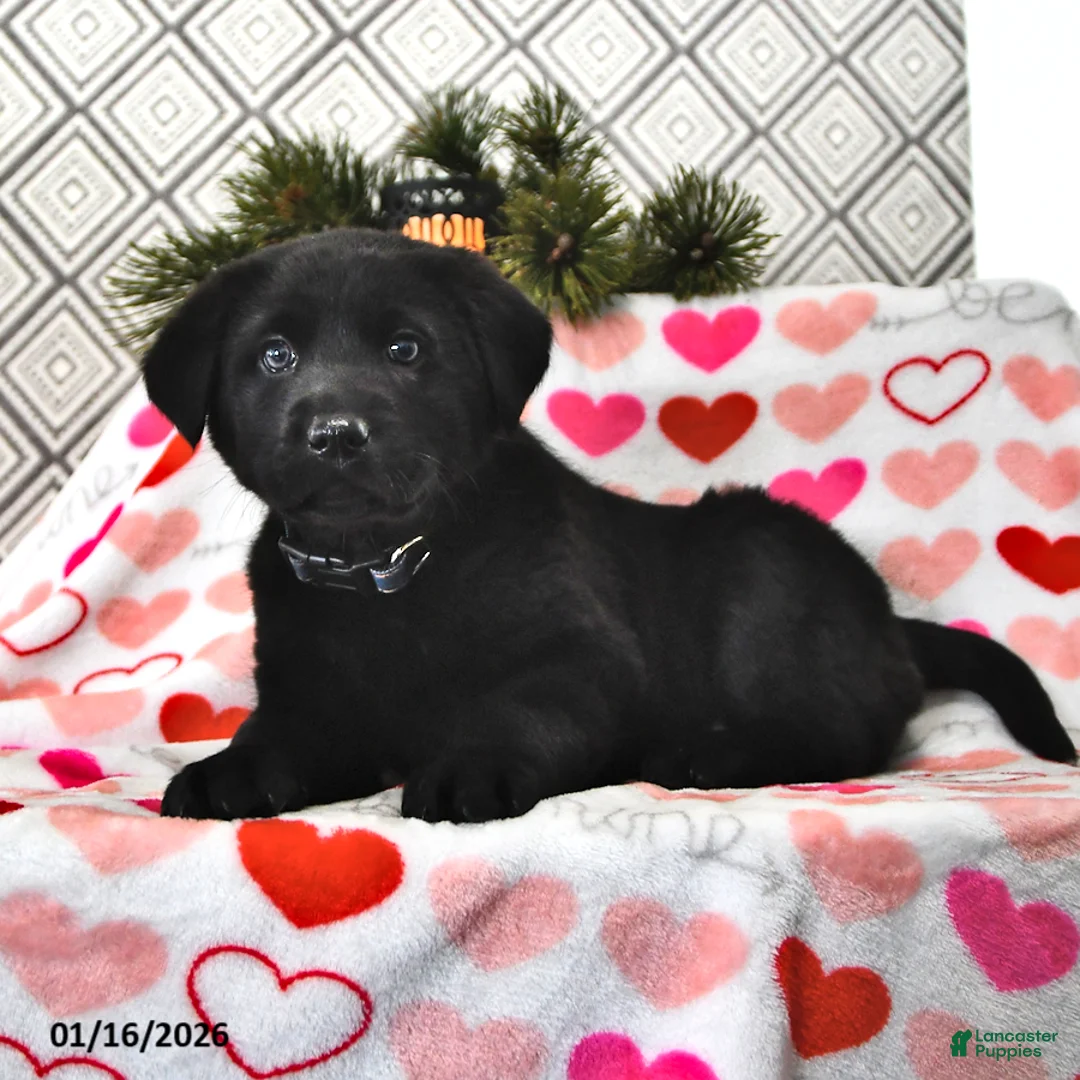 Mixed Breed dogs for sale: Lizzie - Ad 1